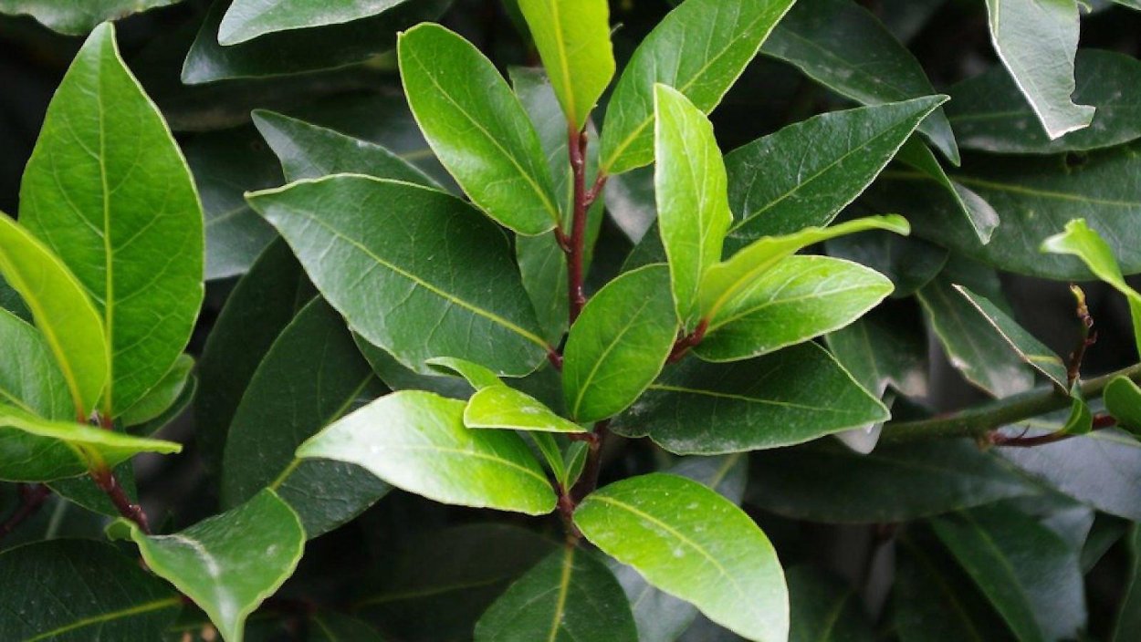 Лавр благородный (Laurus Nobilis)