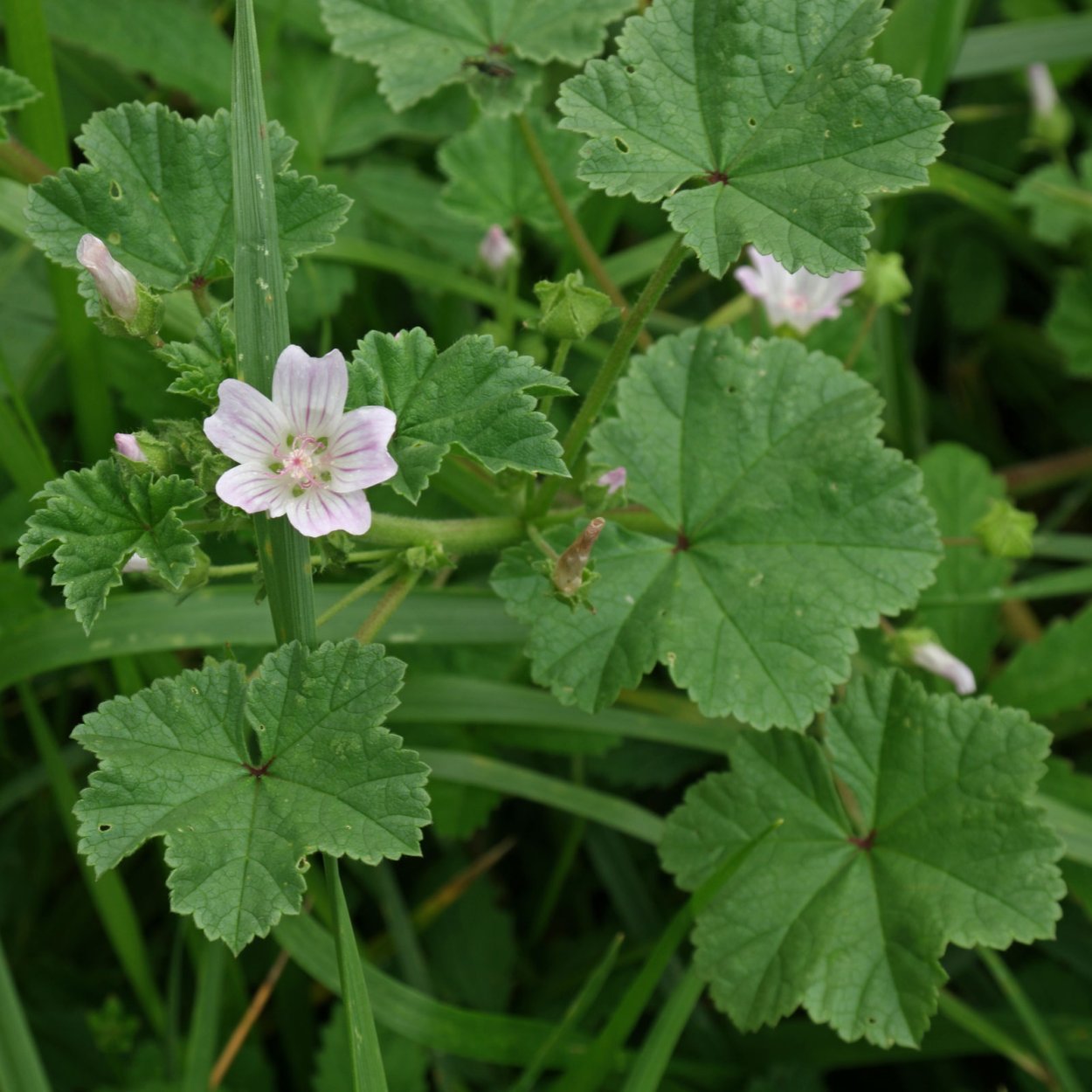 Просвирник приземистый (Malva pusilla