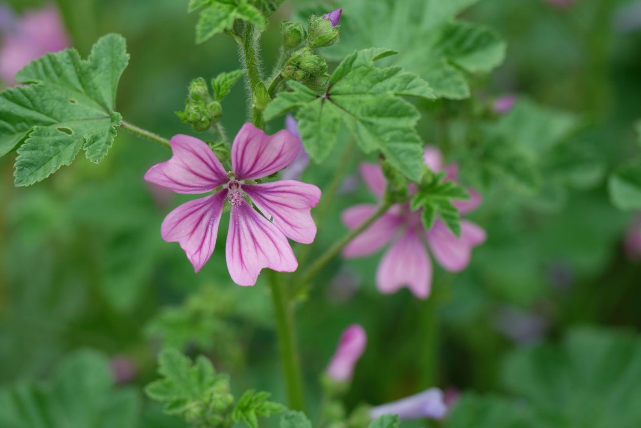 Просвирник Лесной - Malva Sylvestris