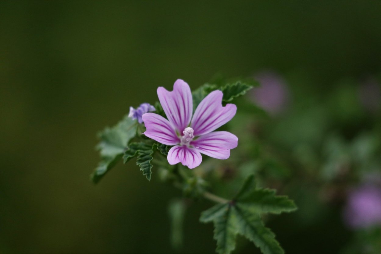 Просвирник Лесной - Malva Sylvestris