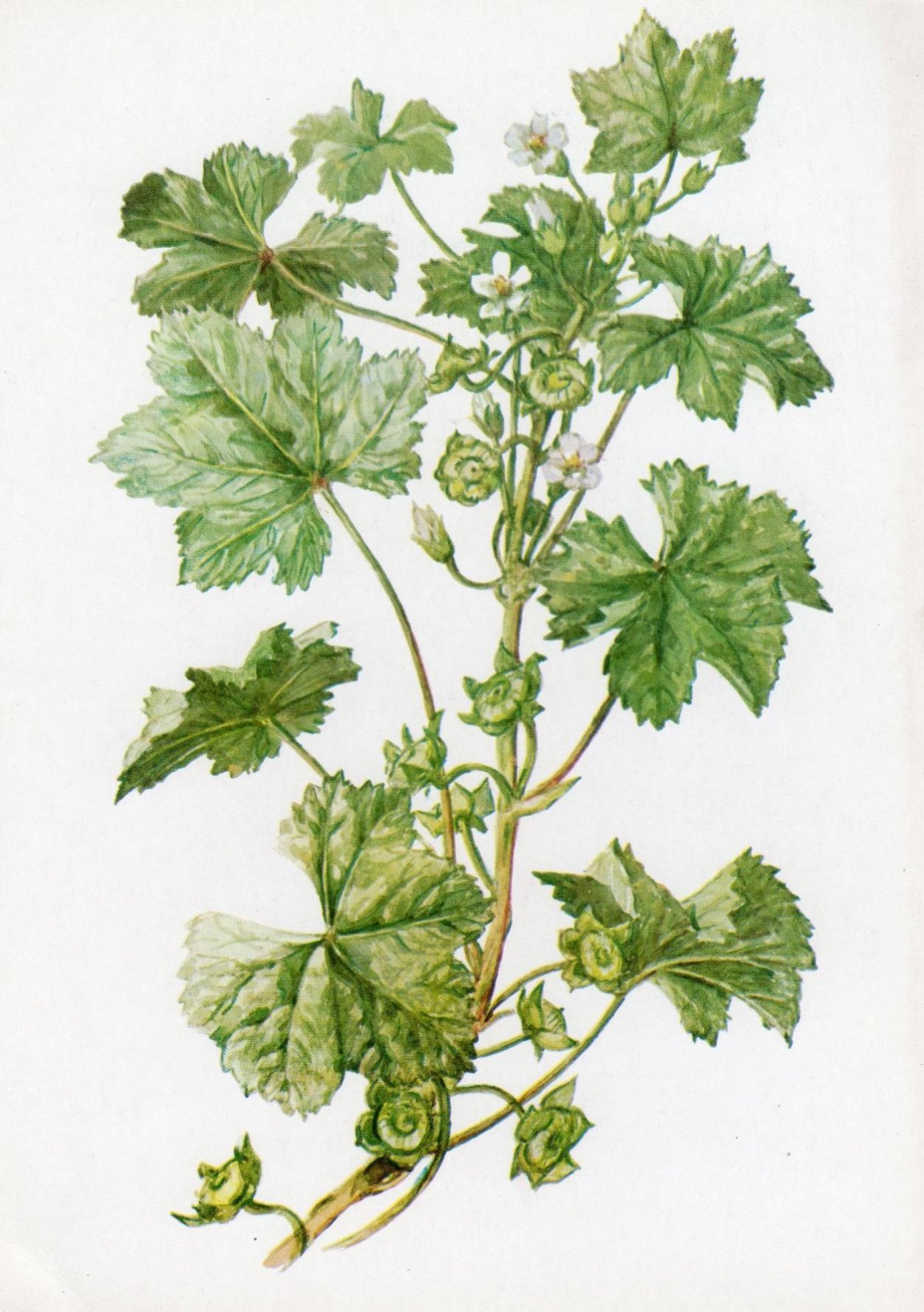 Просвирник Лесной - Malva Sylvestris