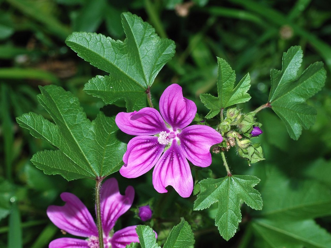 Malva Sylvestris листья