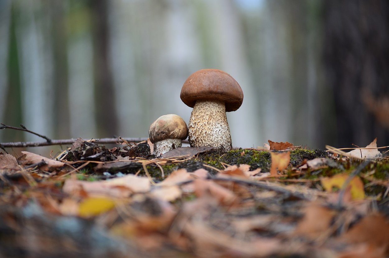Книжные грибы