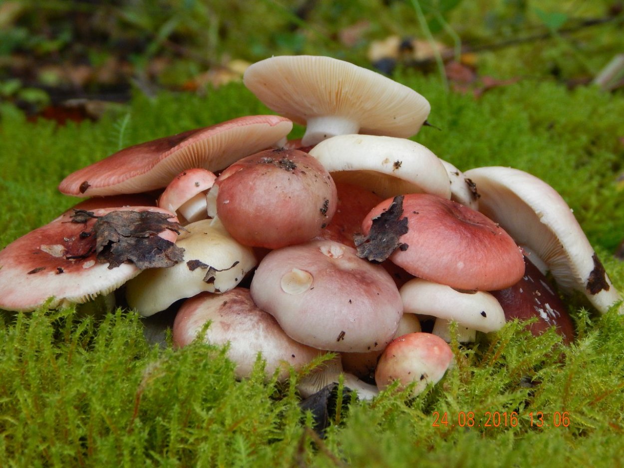 Рязанские грибы