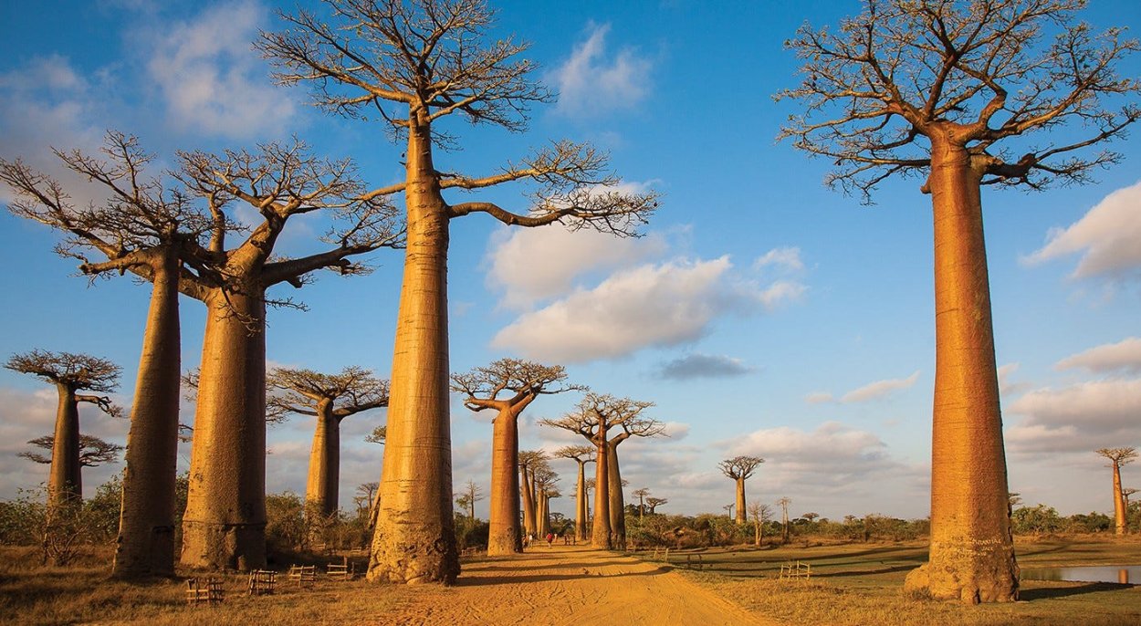 Avenue of the Baobabs Мадагаскар