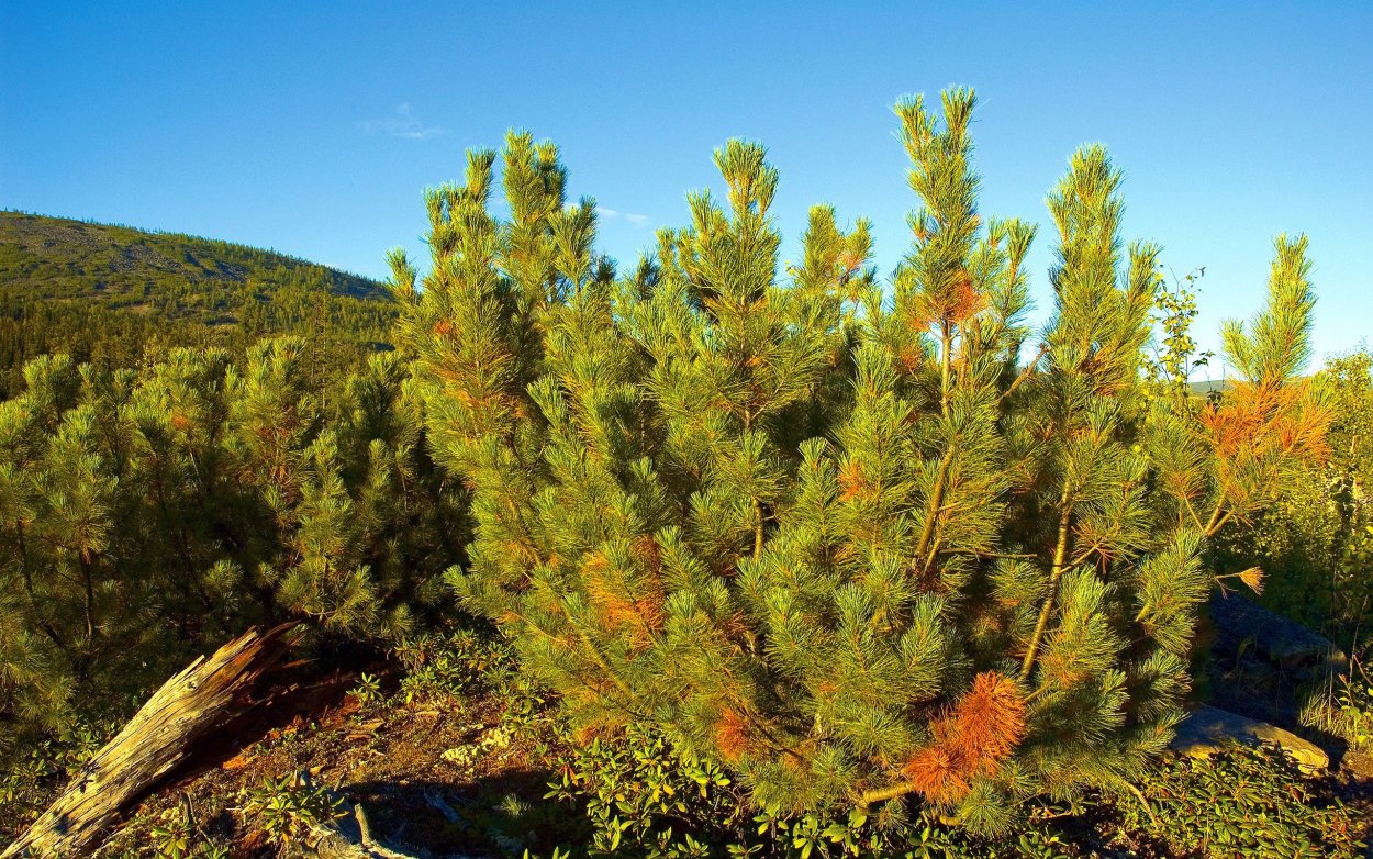 Сосна обыкновенная Pinus