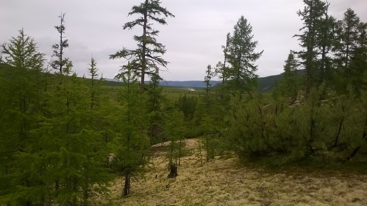 Лиственничная Тайга Якутии
