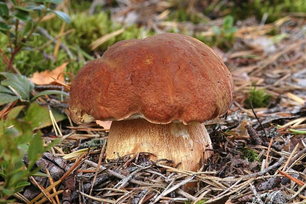 Грибы много разных