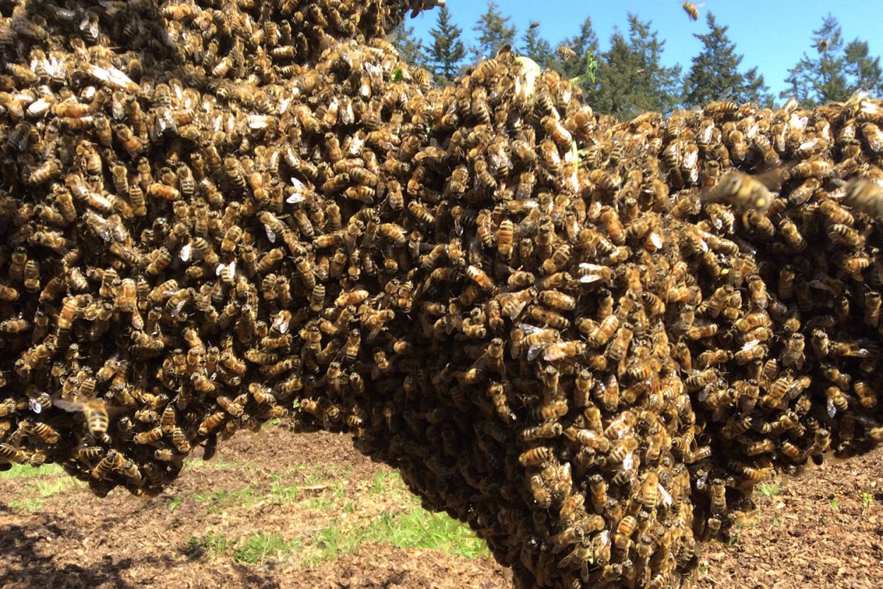 Когда роятся пчелы. Пчелиный Рой. Пчеловодство. Роение пчел.. Медоносная пчела роение. Рой пчел после роения.