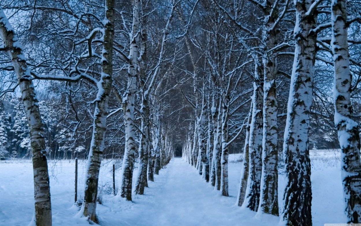 Зимний лес