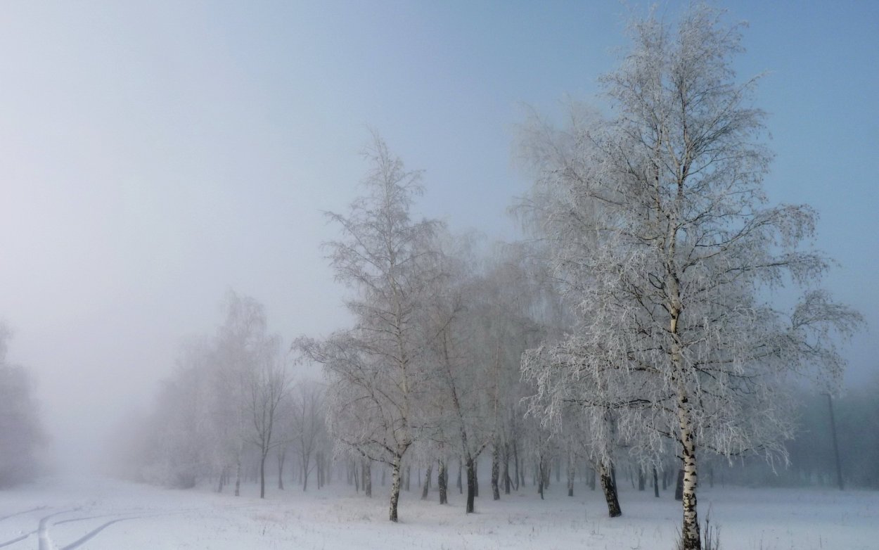 Снежная береза