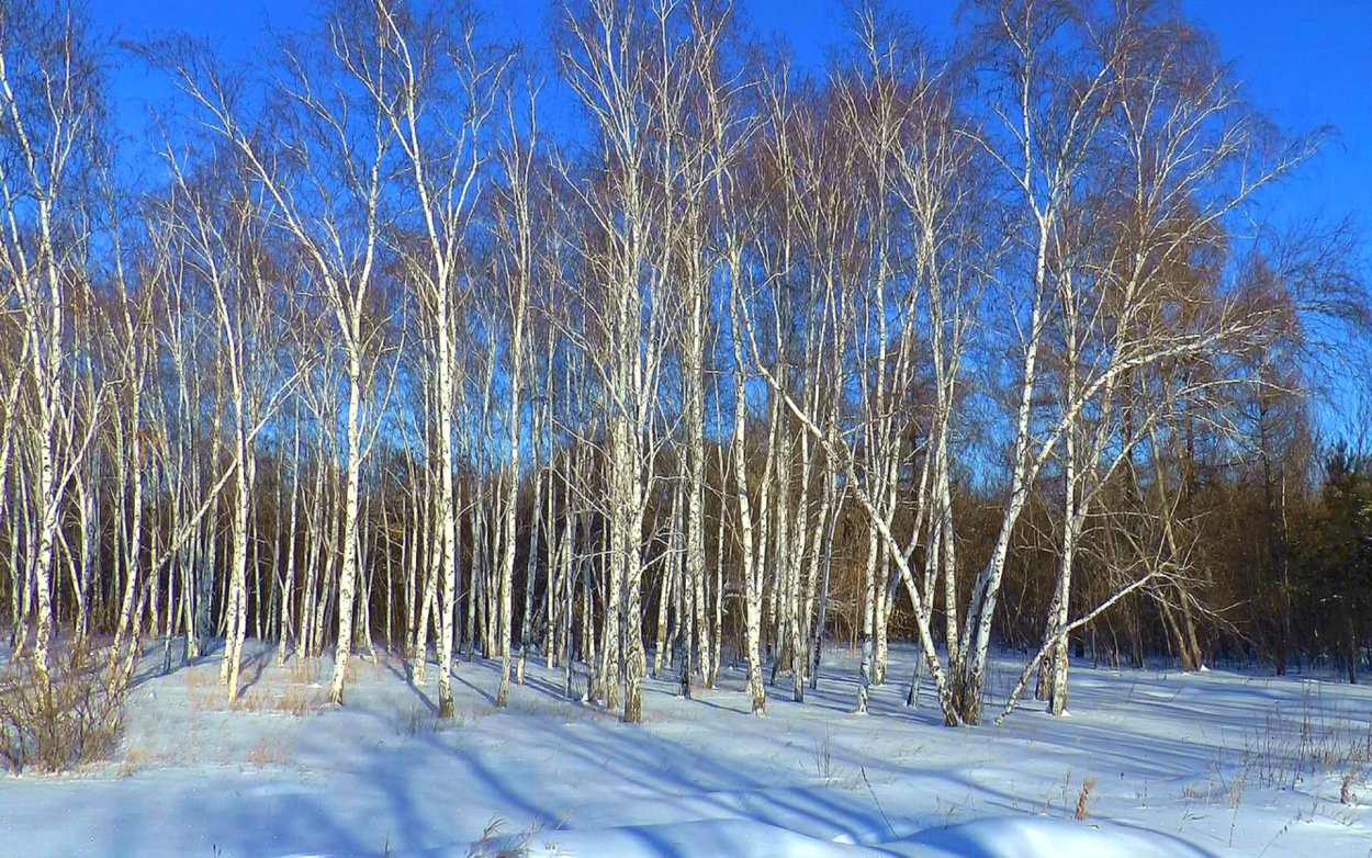 Зимний березовый лес