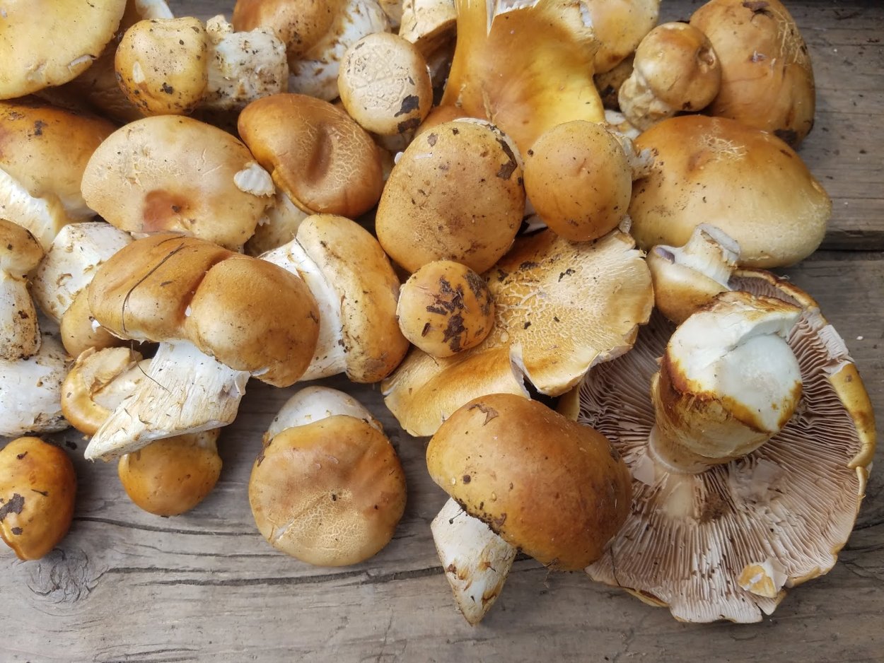 Говорушка беловатая (Clitocybe rivulosa)съедобная???