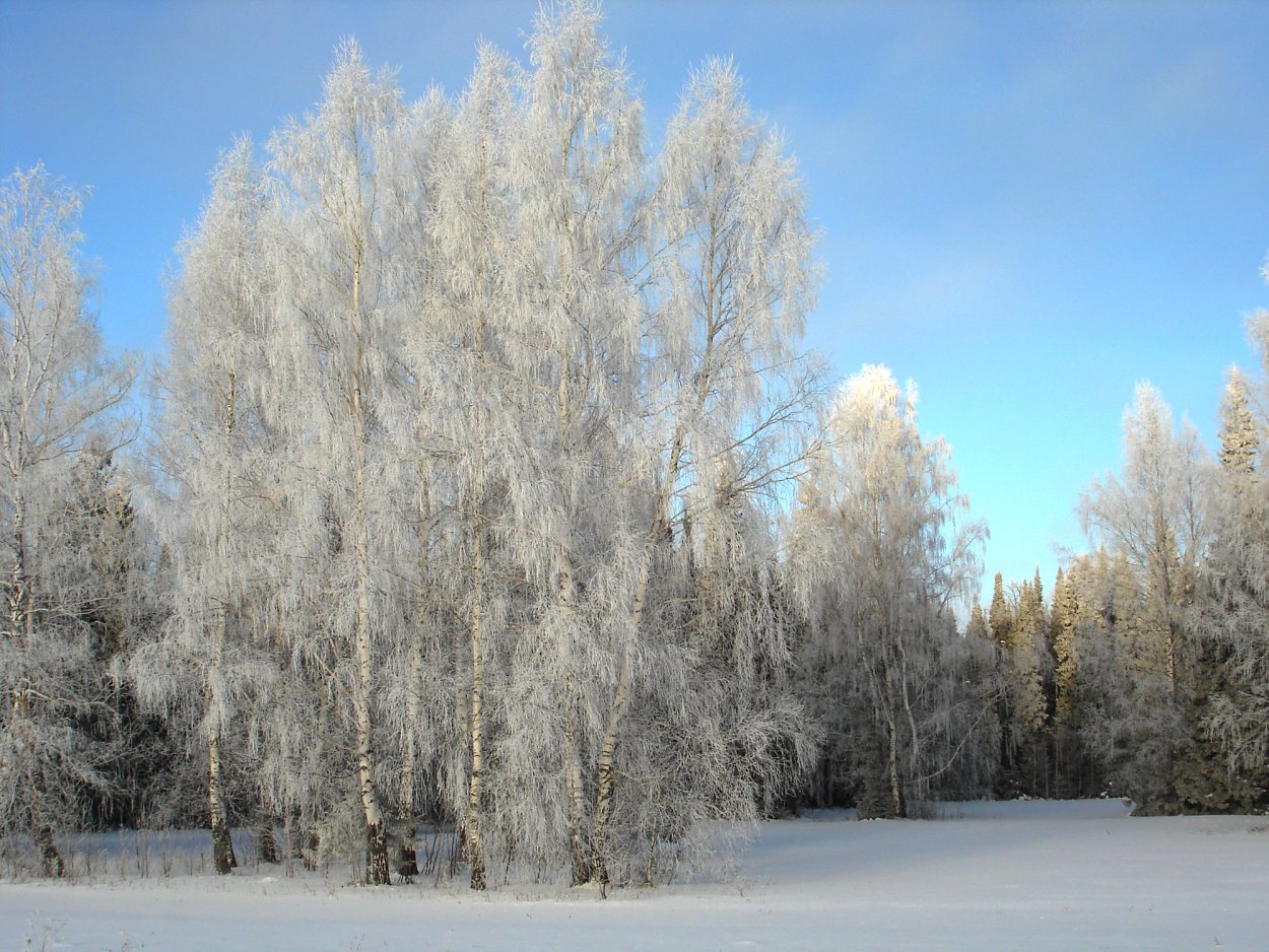 Снежная береза