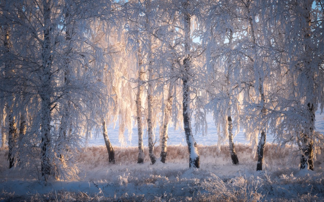 Фото зима березы лес утро