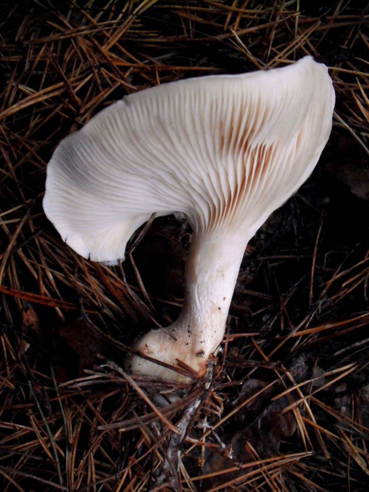 Clitopilus prunulus