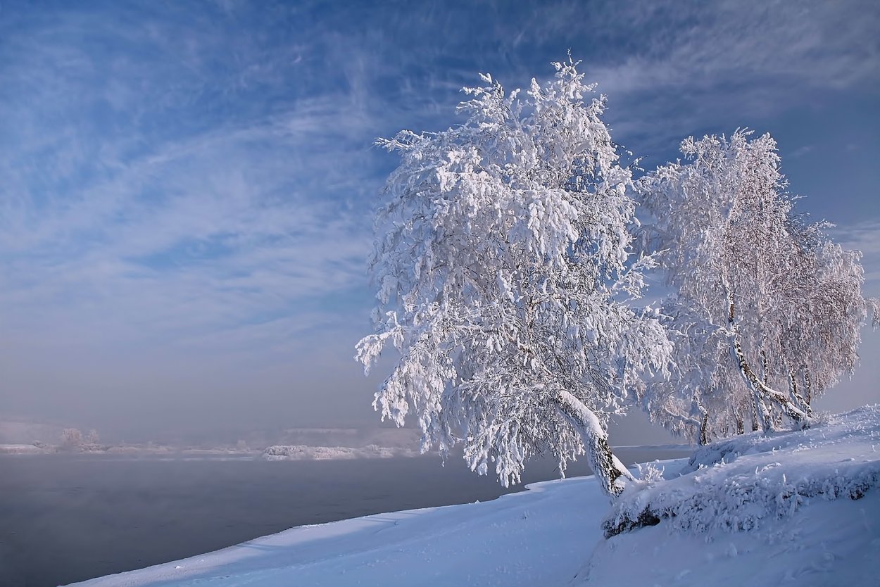 Заснеженная береза