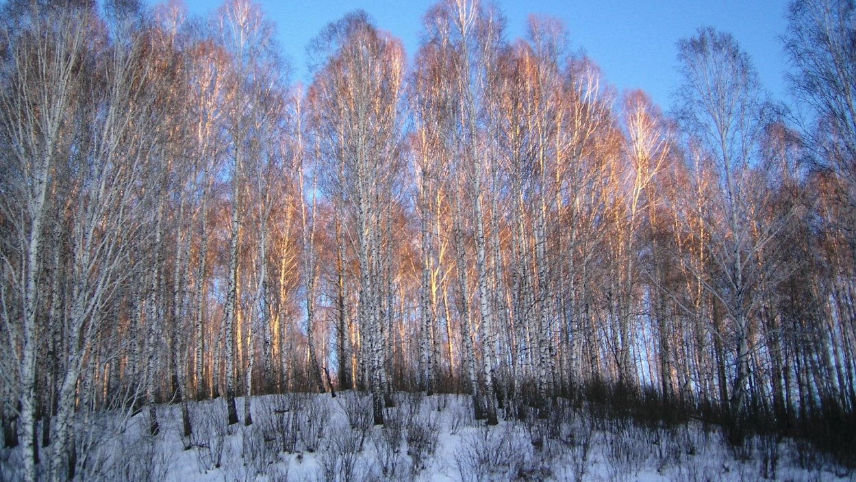 Весна березы