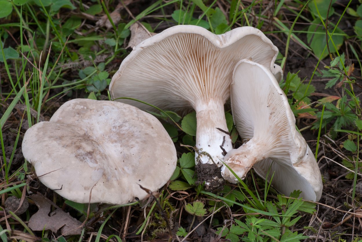 Ивишень гриб Clitopilus prunulus