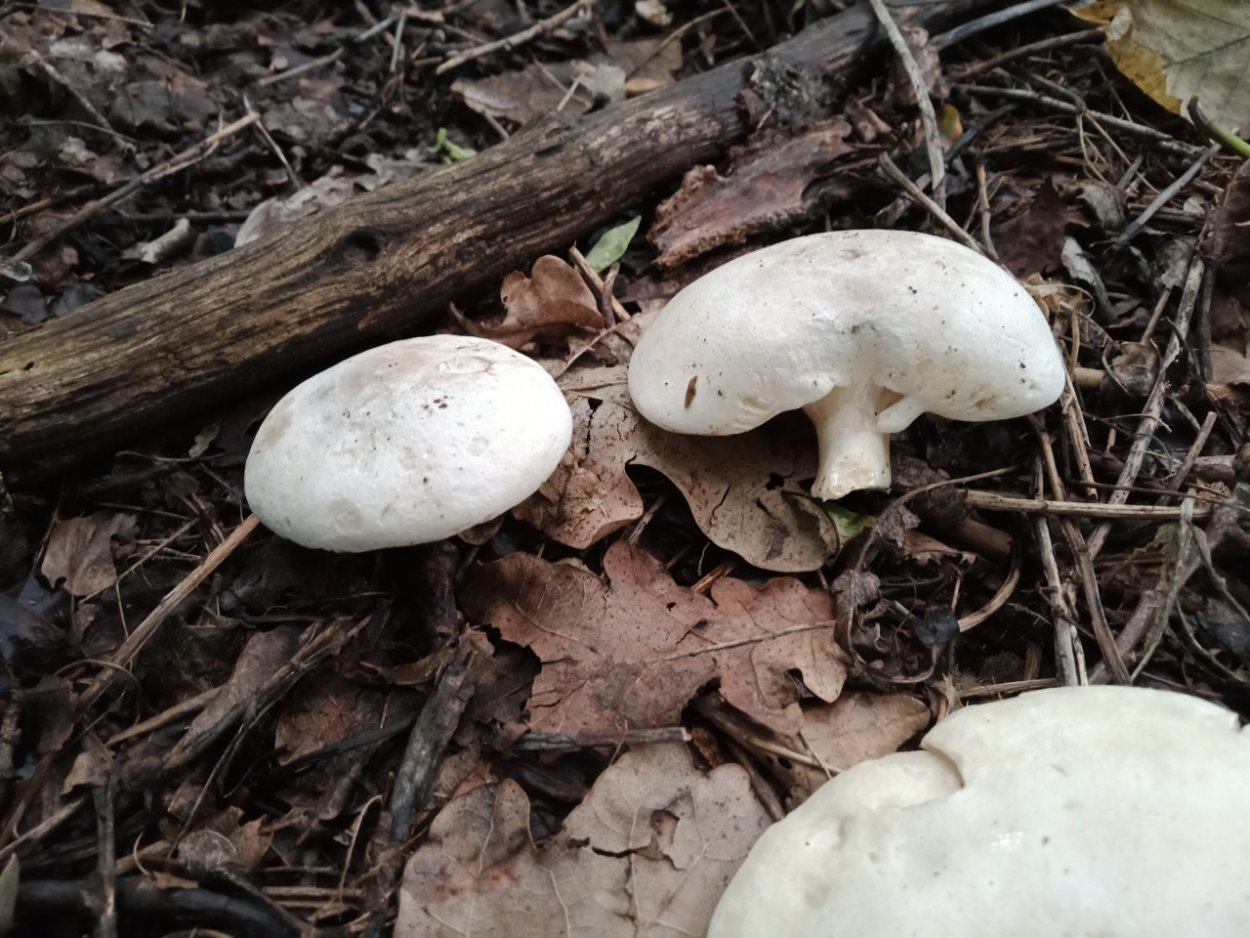 Clitopilus Entolomataceae