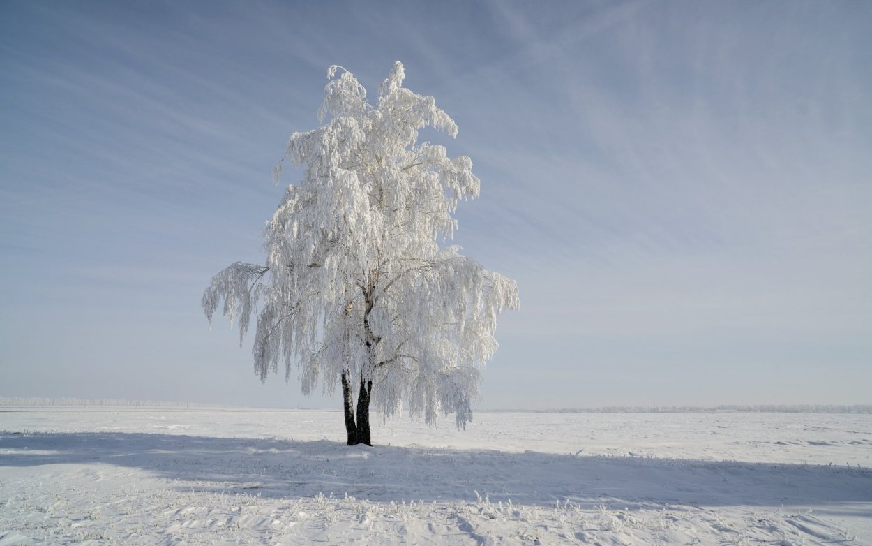 Береза в снегу
