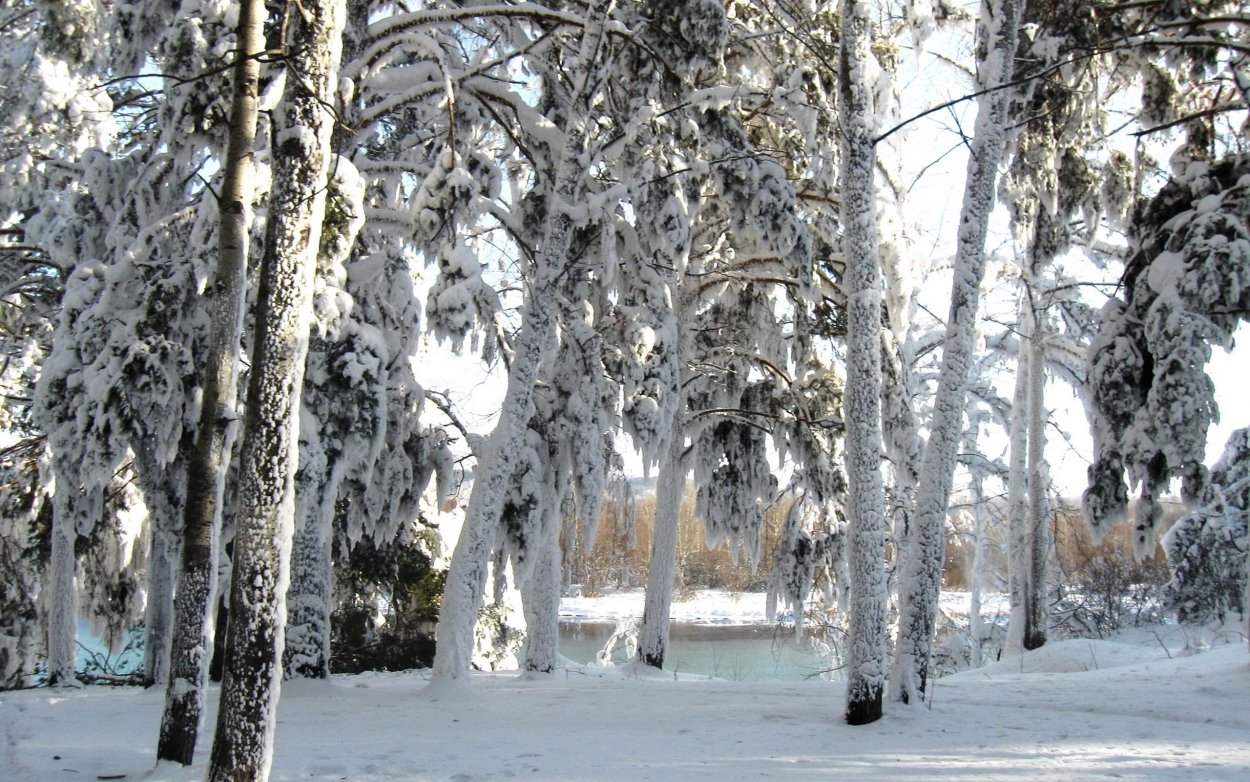 Зимний лес