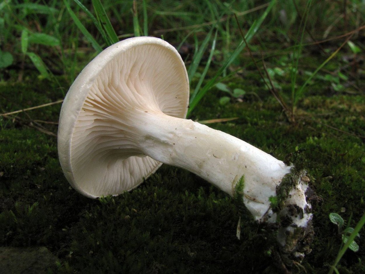 Ивишень гриб Clitopilus prunulus