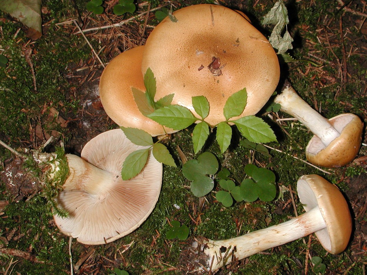 Грибы Tricholoma columbetta