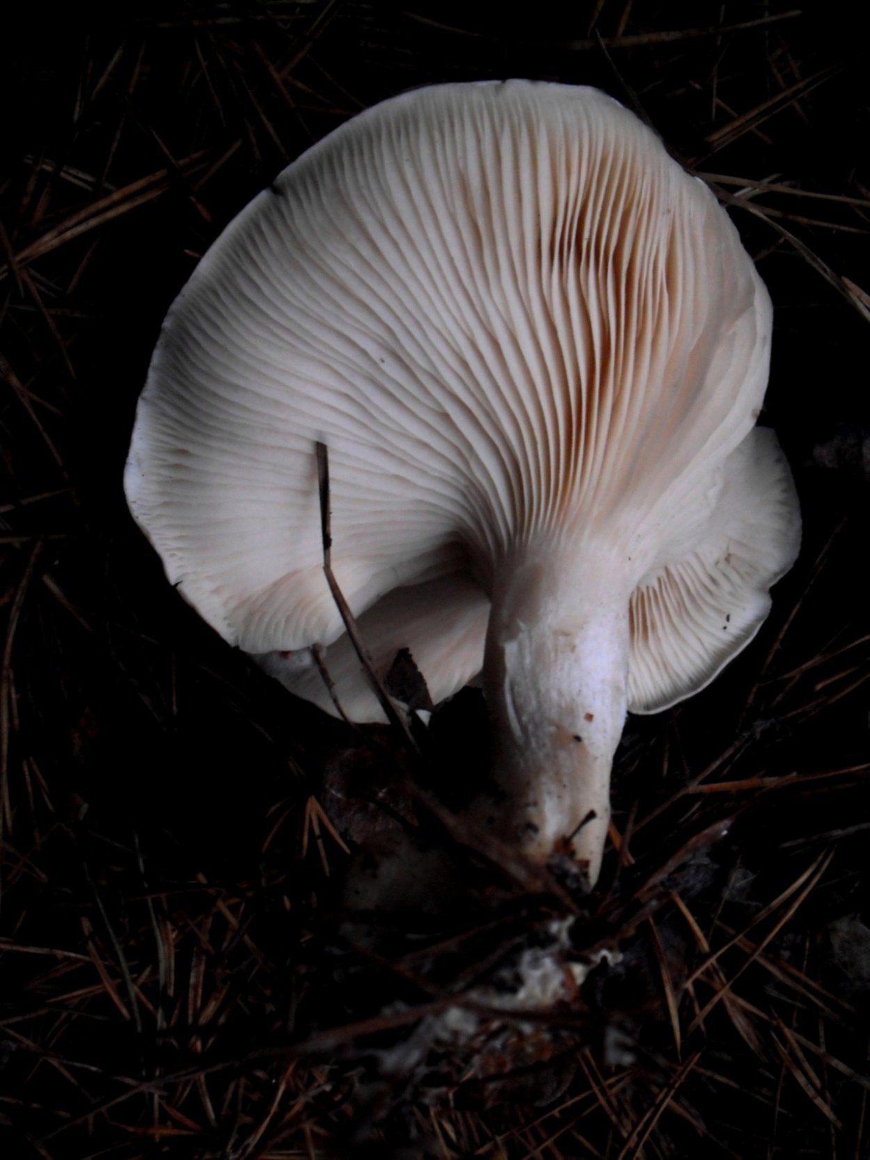 Entoloma sericellum