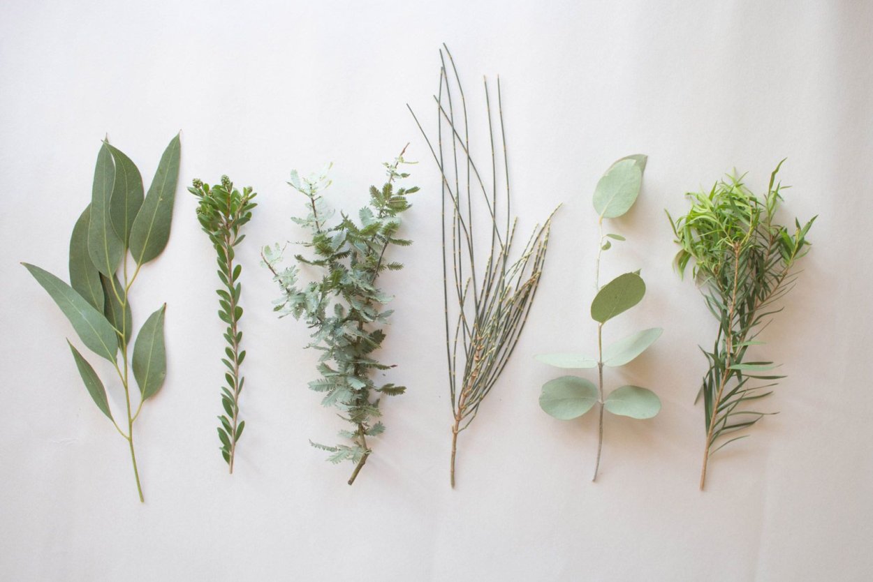 Гармала трава