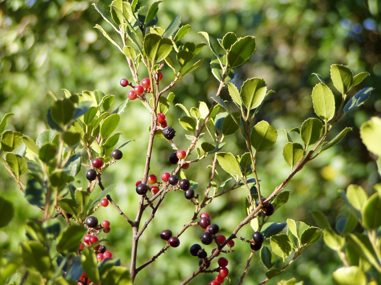 Rhamnus (Крушина) Frangula Aspleniifolia