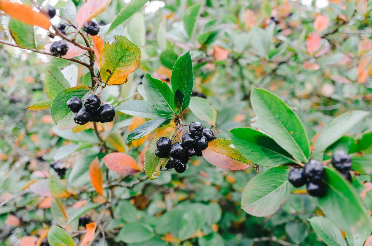 Жостер вечнозеленый Rhamnus alaternus
