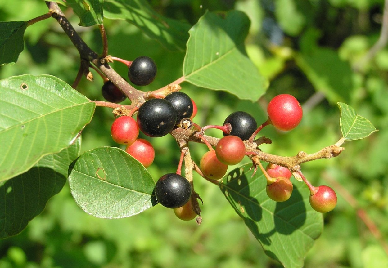 Облепиха Ольховая Frangula Alnus