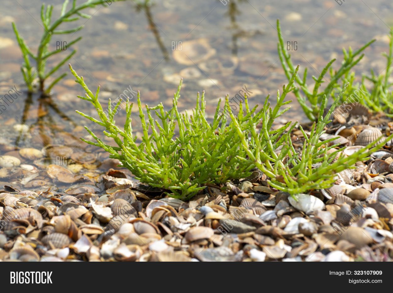 Трава растущая на соленой земле