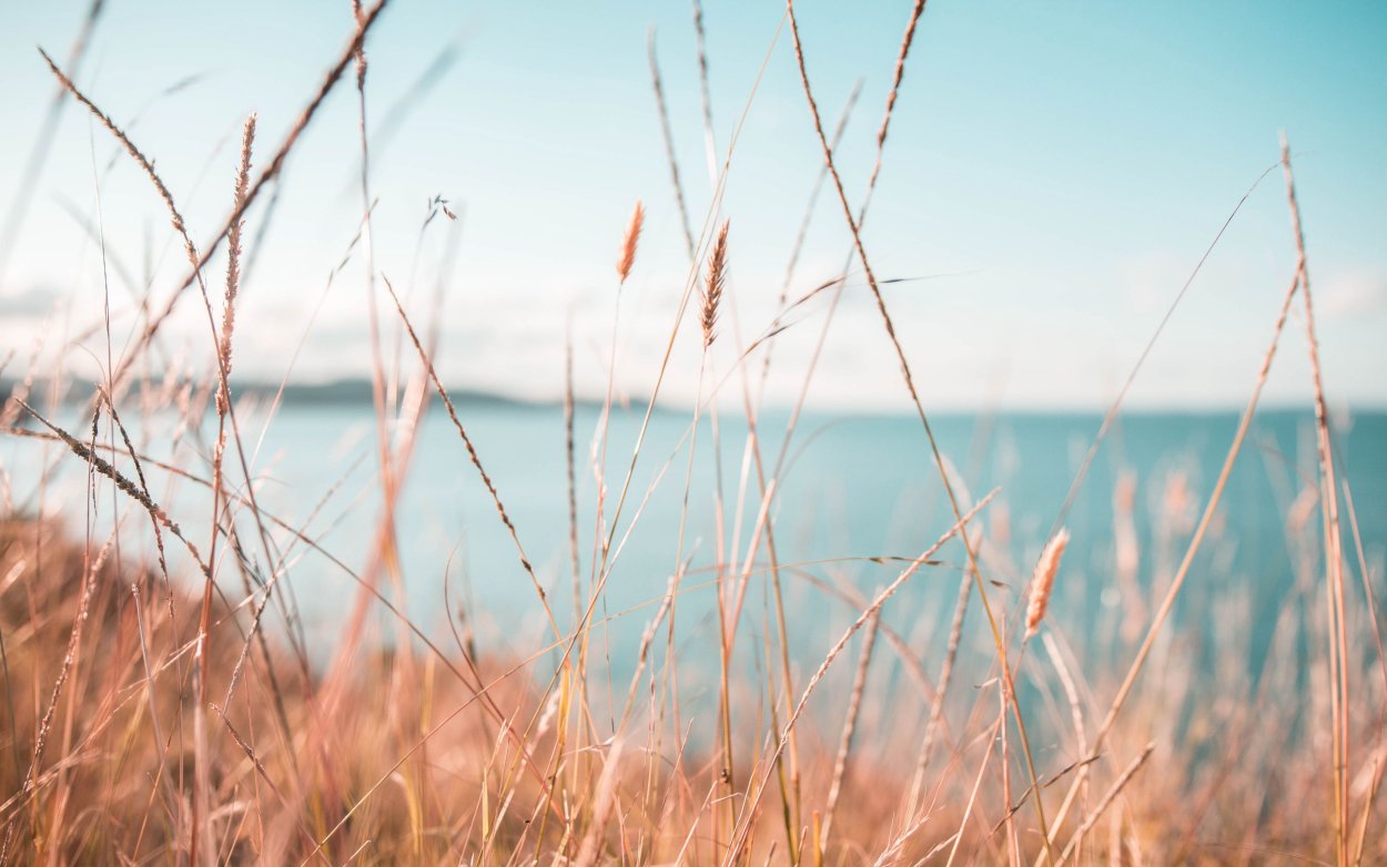 Сухая трава макро