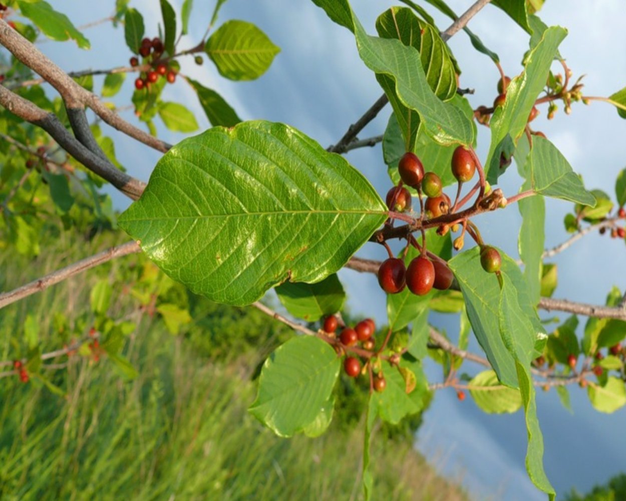 Крушина слабительная (Rhamnus cathartica)