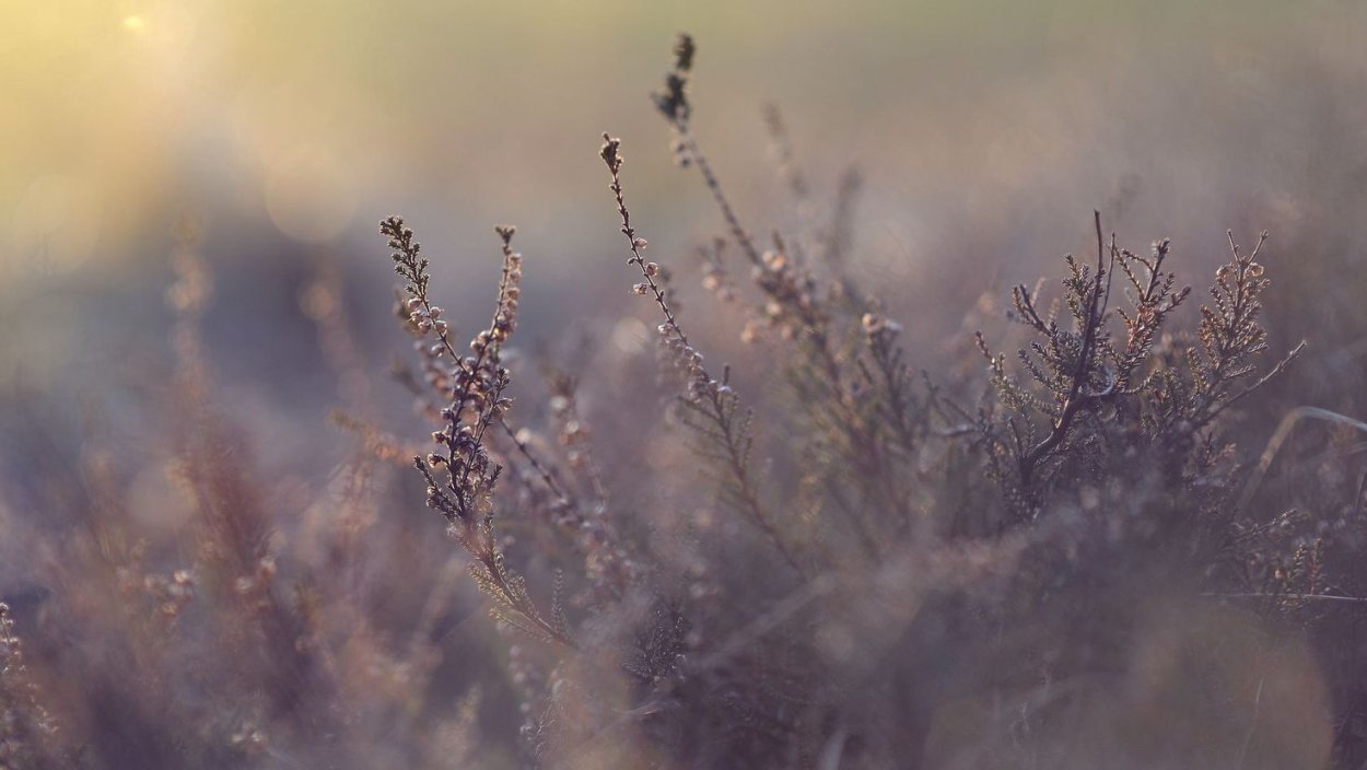 Цветы в тумане