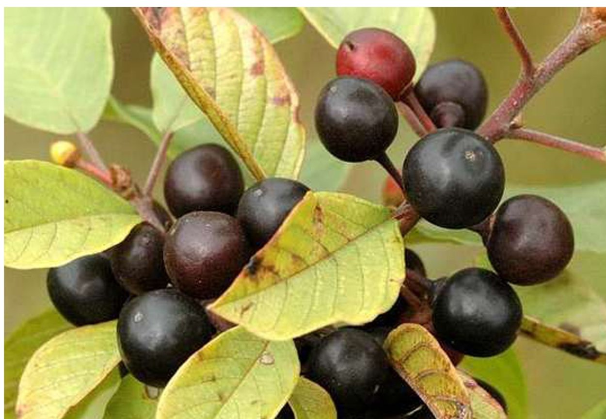 Rhamnus cathartica l.