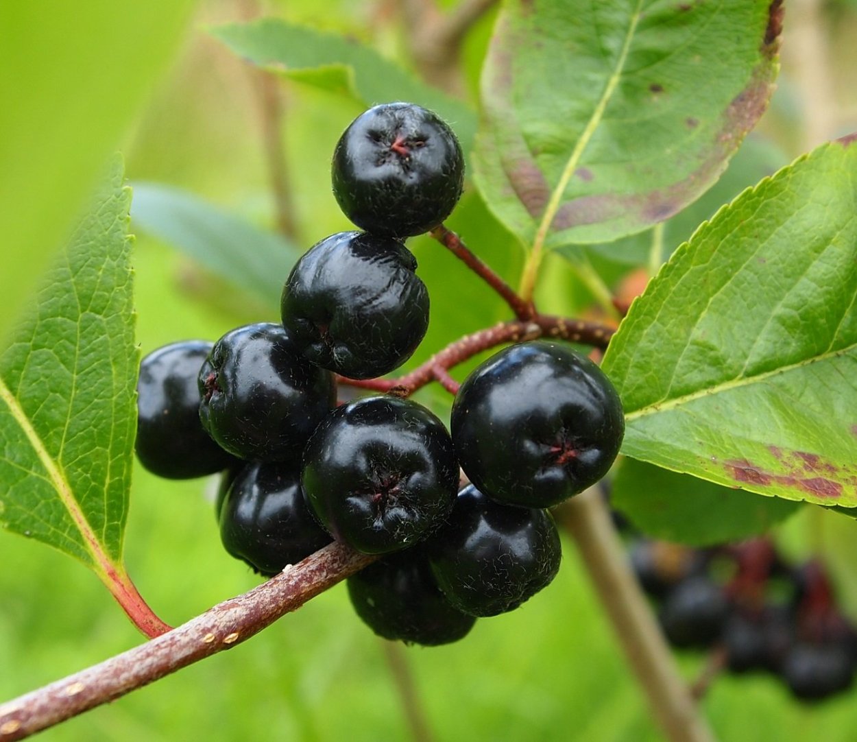Rhamnus Lotus