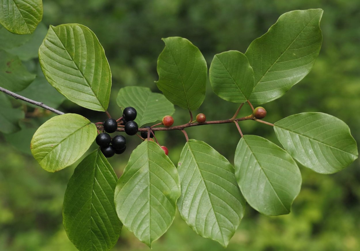 Rhamnus salicifolius