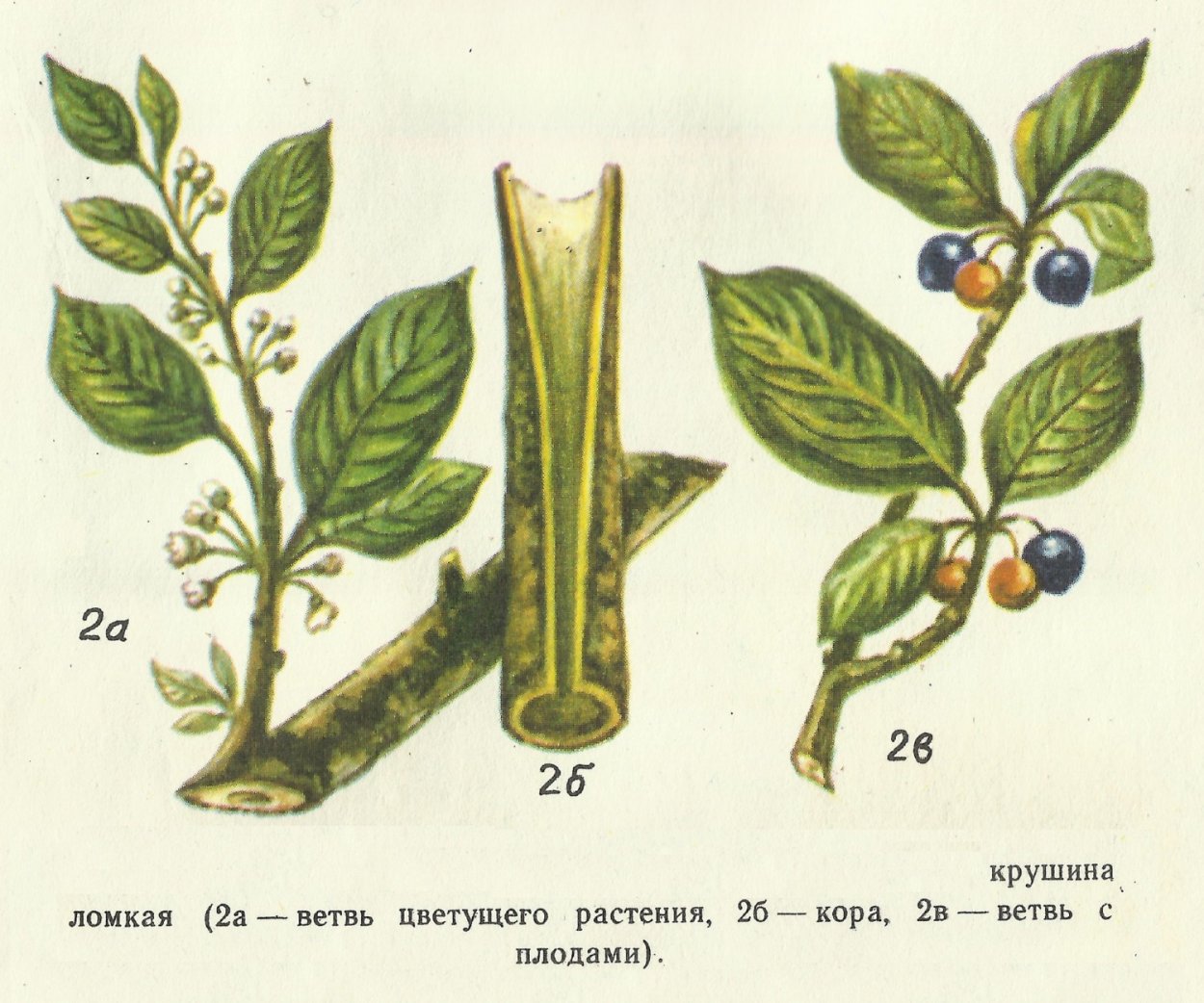 Крушина слабительная (Rhamnus cathartica)