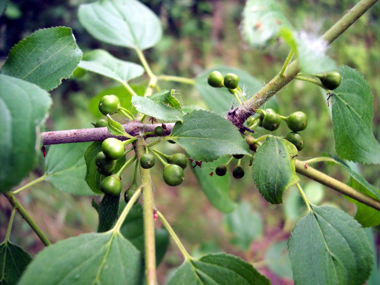 Крушина ольховидная Frangula Alnus