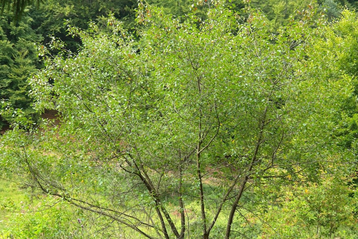 Крушина Rhamnus