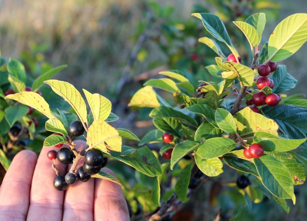 Крушина ломкая/Rhamnus Frangula