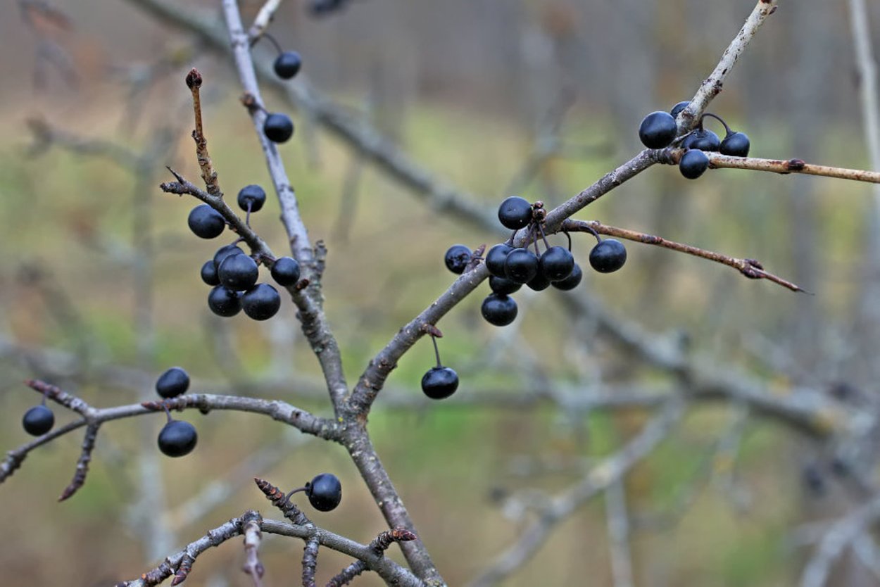 Крушина cascara Sagrada