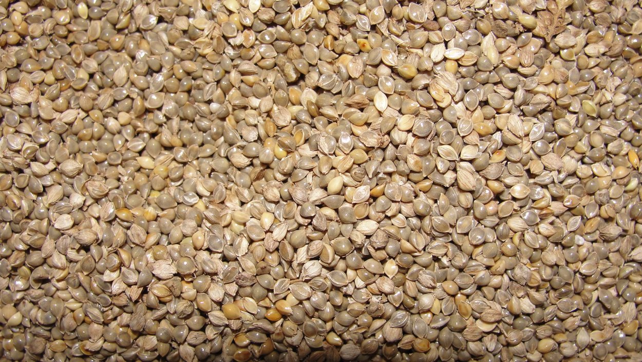 Пайза кормовая культура