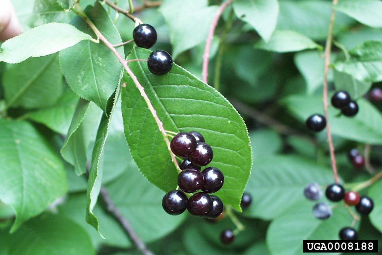 Жостер слабительный (Rhamnus cathartica)
