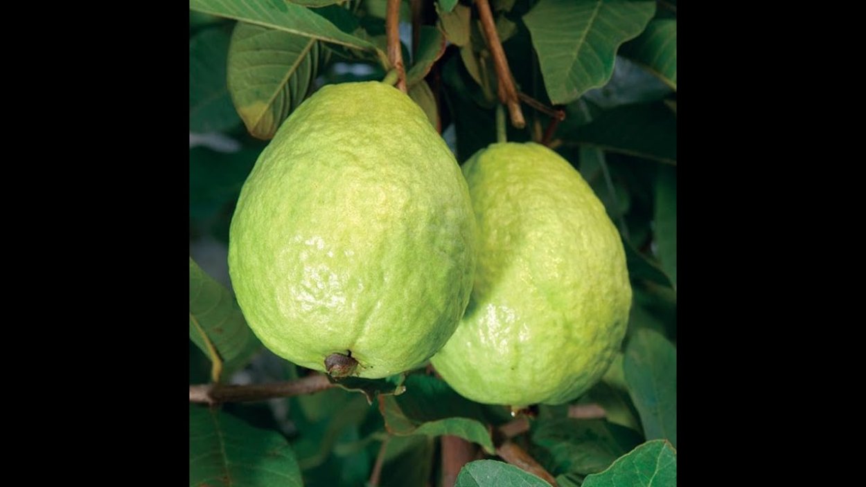 Guava Tree in Container