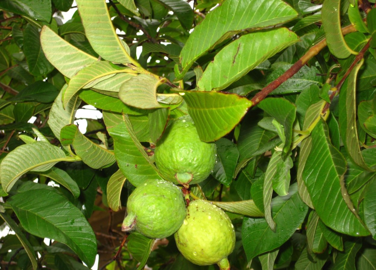 Гуайава, гуава (Psidium guajava)