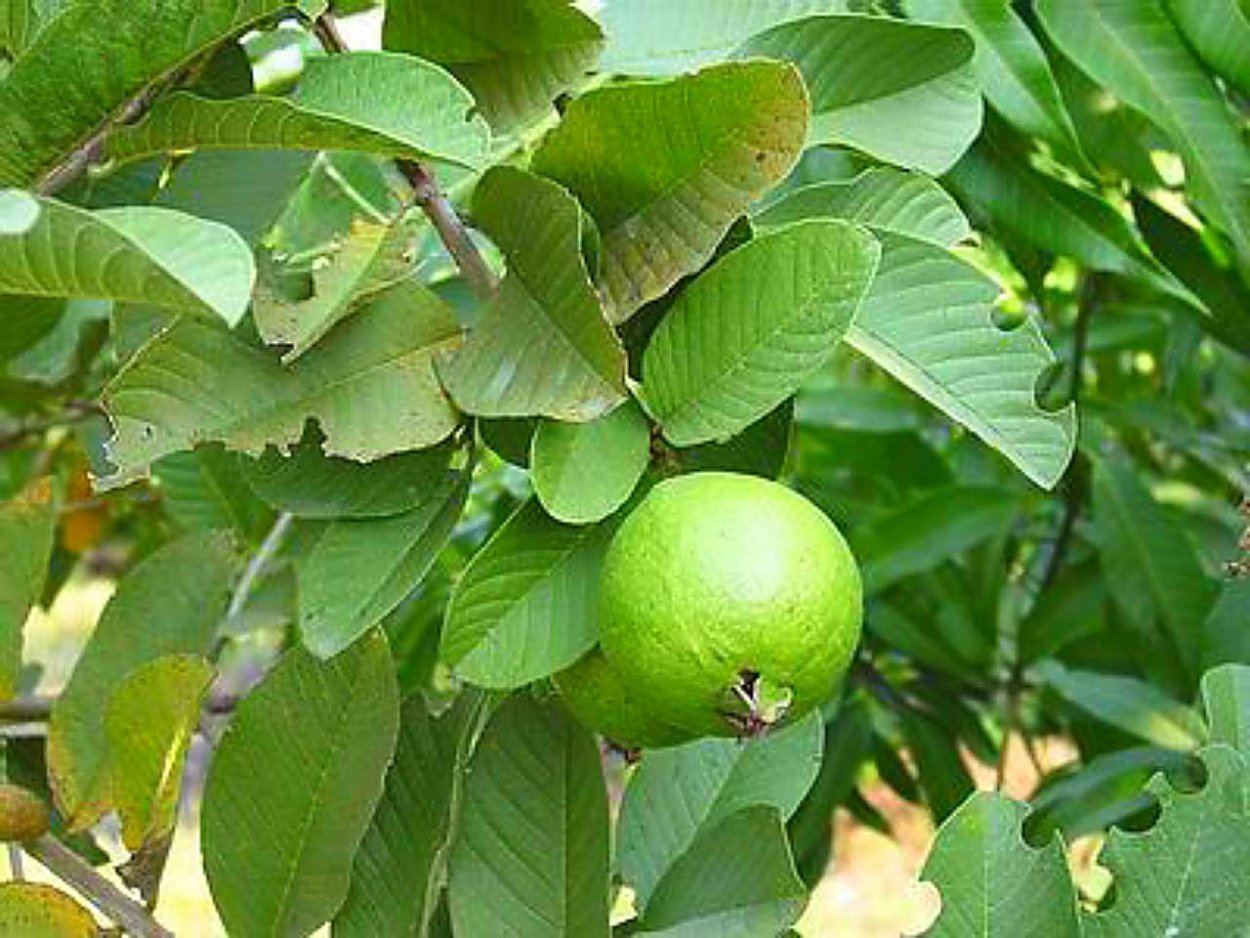 Psidium guajava (гуава, псидиум)
